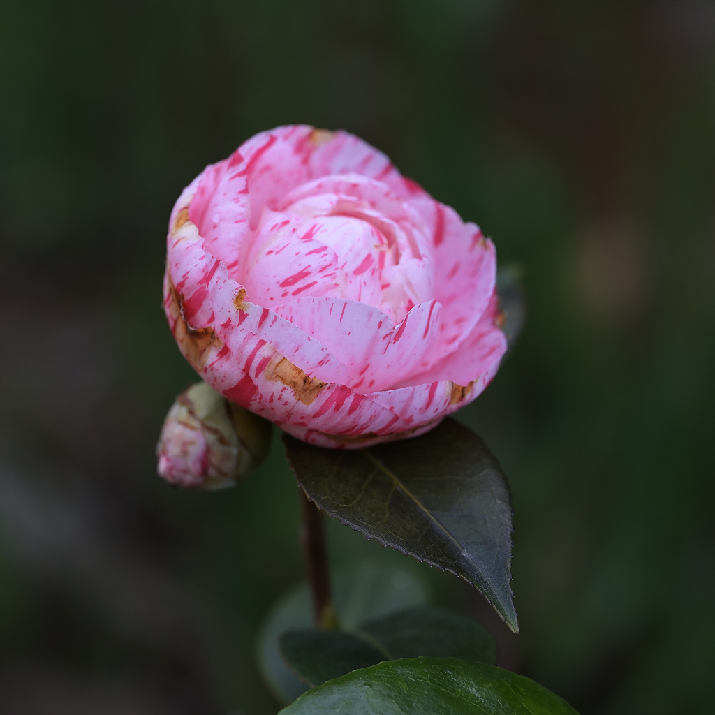 花見笠姉妹