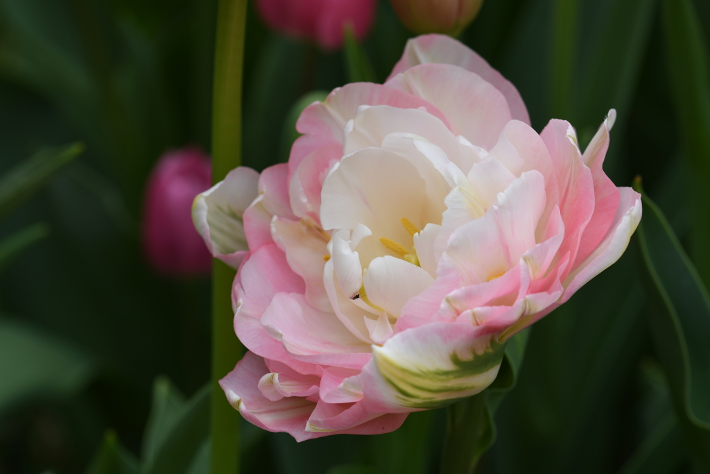 花開く