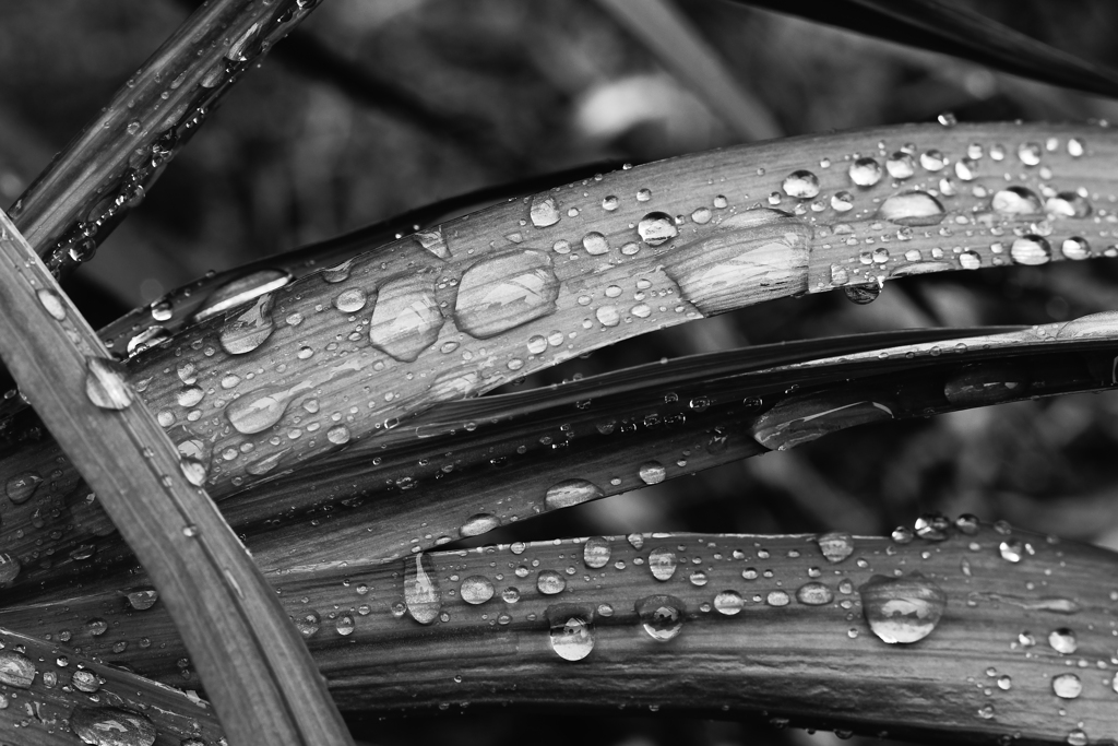 雨に濡れるー１