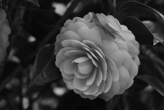 Maiden Camellia-3