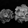 手毬花陰影