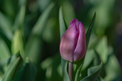 愛の芽生え