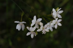 白色の花