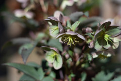 クリスマスローズ