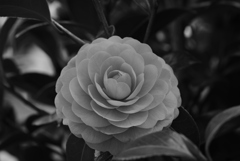 Maiden Camellia-2