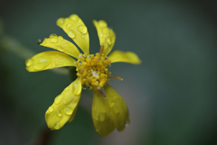 Soaking wet flower