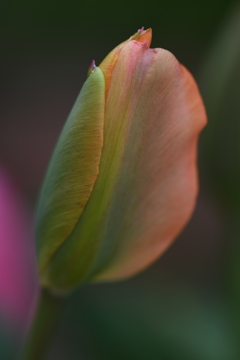 開花前夜-2