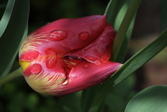 雨に斃れる花