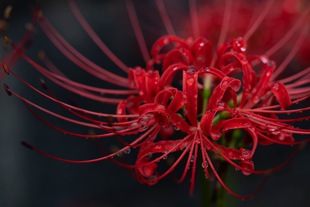 濡れる曼殊沙華ー２