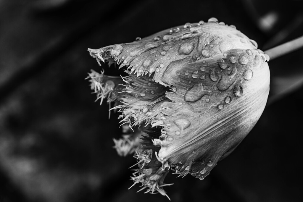 雨後の花（５）