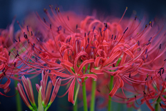 紅く咲く花