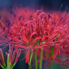 紅く咲く花