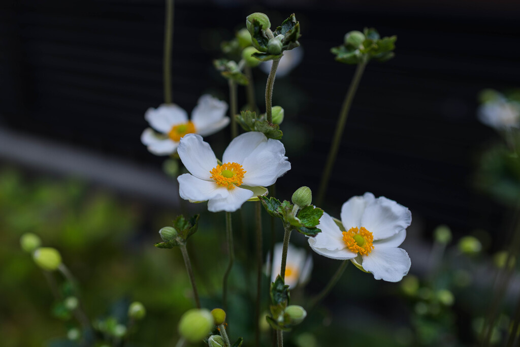 秋明菊咲く