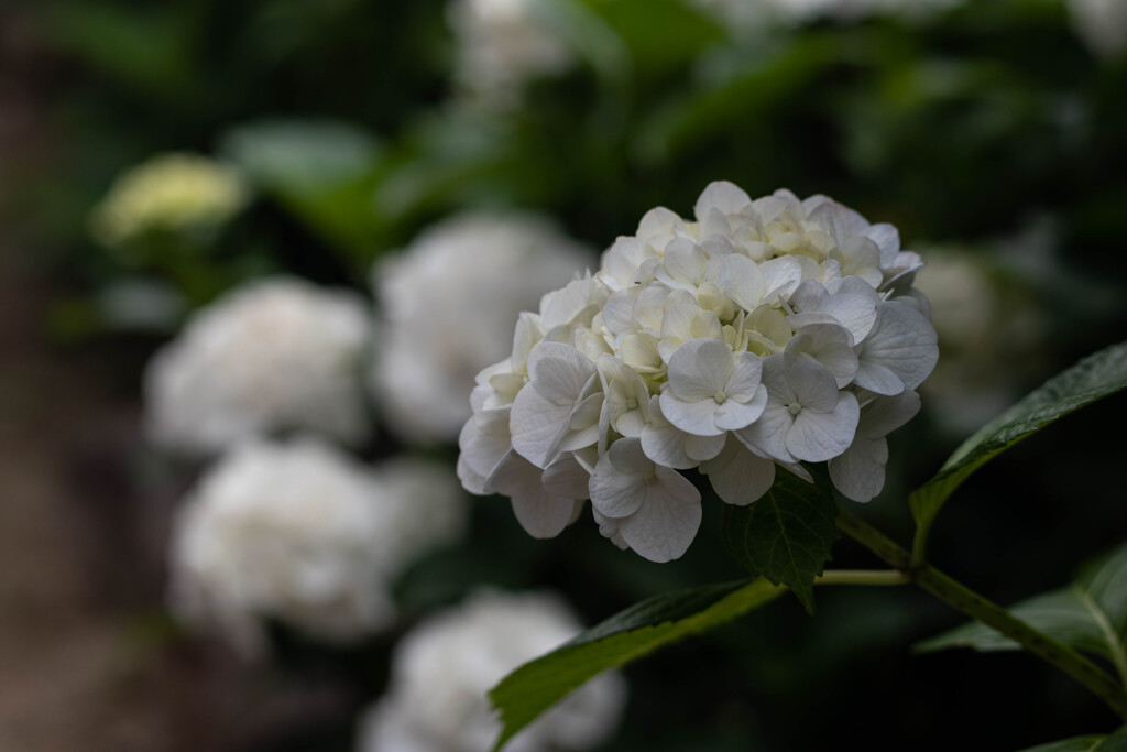 白い紫陽花