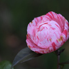 花見笠咲く