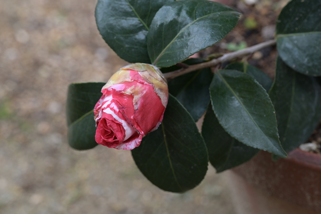 蕾太る