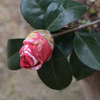 蕾太る