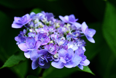 青紫に咲く花