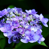 青紫に咲く花