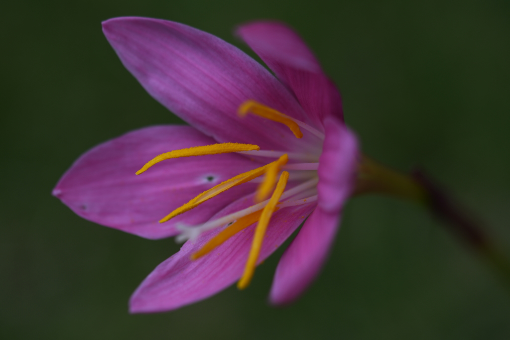 ゼフィランサス・ロゼア