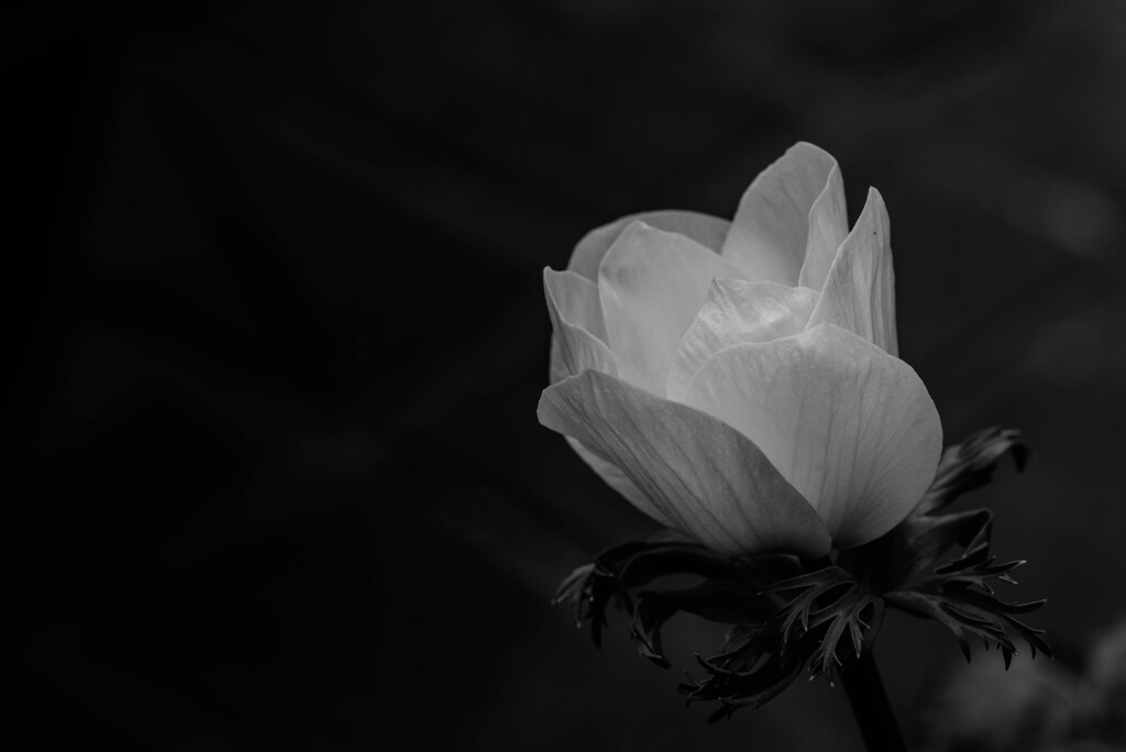 White Anemone