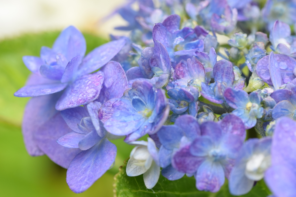 雨上がりの紫陽花ー２