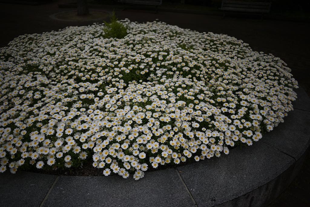 街角の花ー５