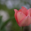 花－労う