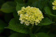 紫陽花