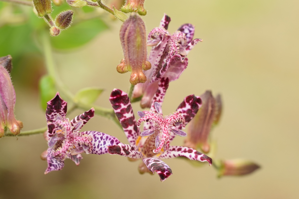 風に揺れるホトトギス（２）