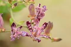 風に揺れるホトトギス（２）