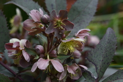 クリスマスローズ