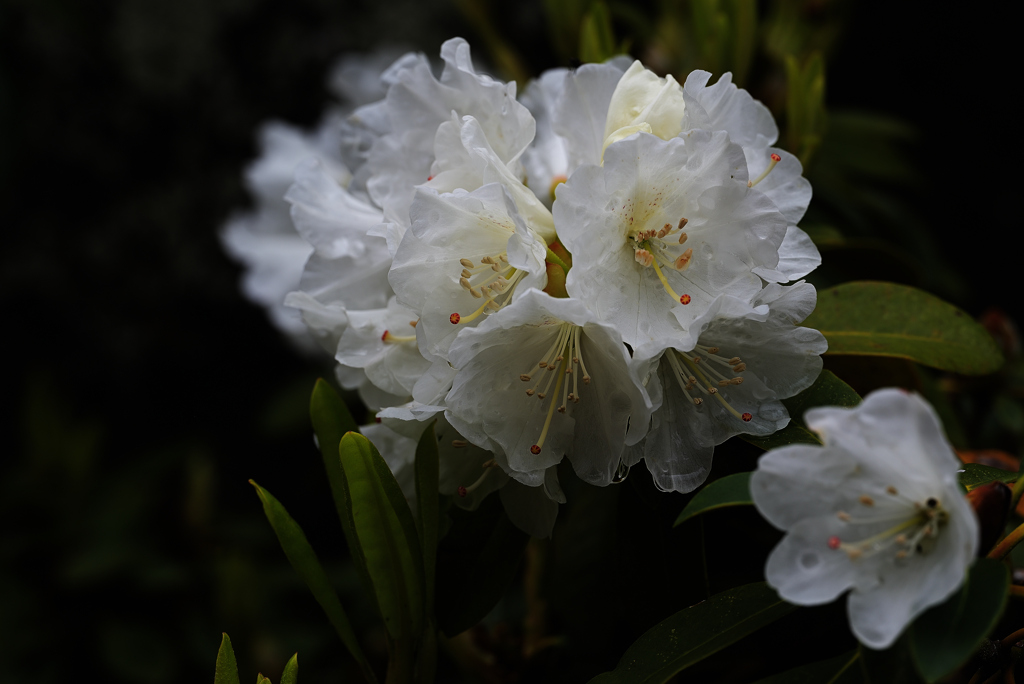 威厳・荘厳ー２