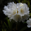 威厳・荘厳ー２