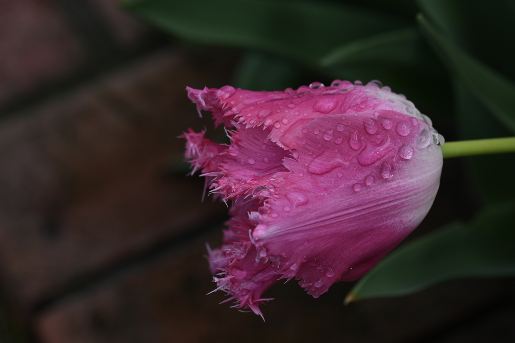 雨後の花（１）