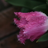 雨後の花（１）