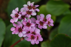 ヒマラヤユキノシタ－２