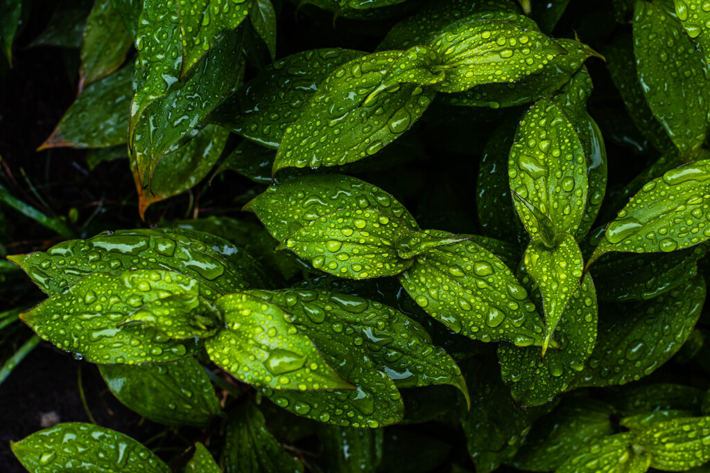 雨にホトトギス