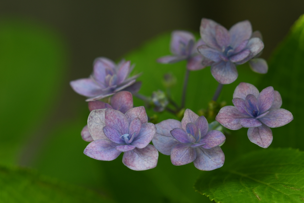 紫陽花ー１