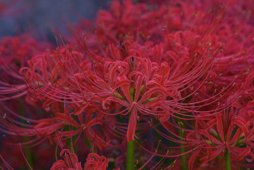 燃える花