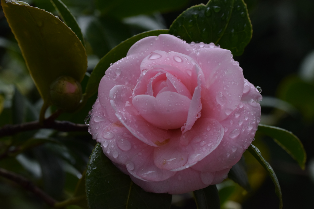 雨に濡れる八重椿