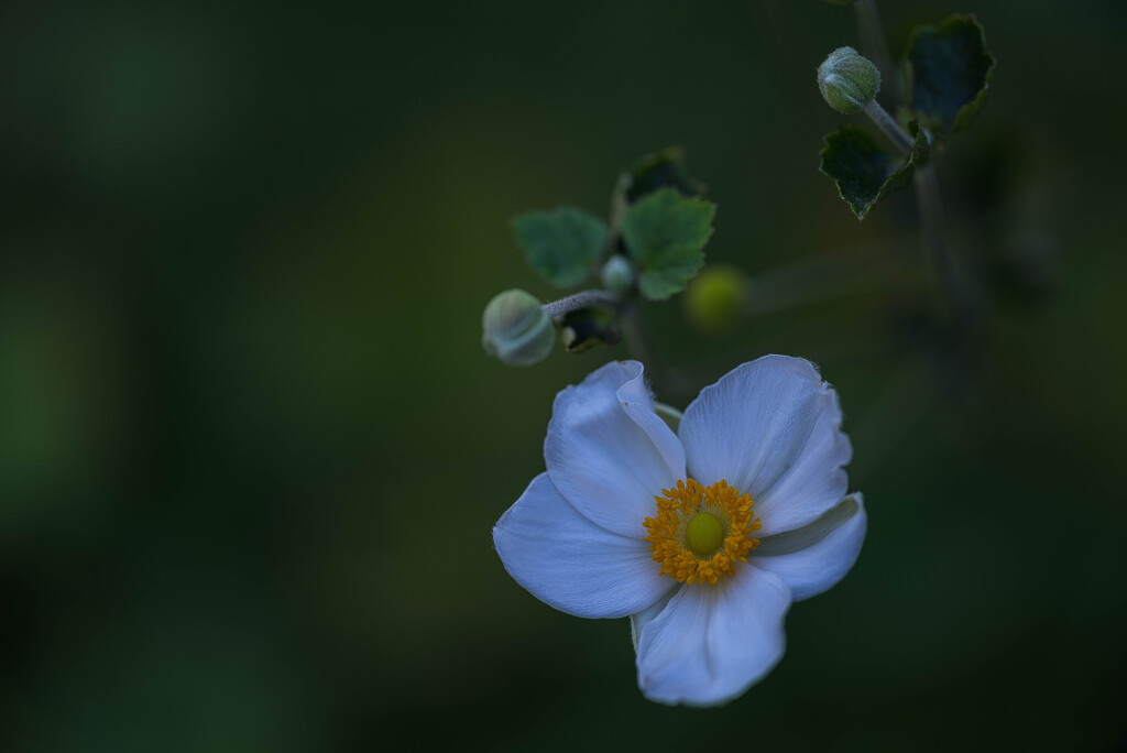 日陰に咲く花