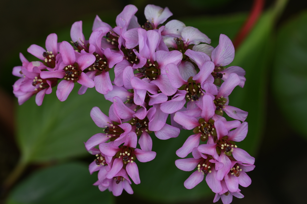 ヒマラヤユキノシタ-１