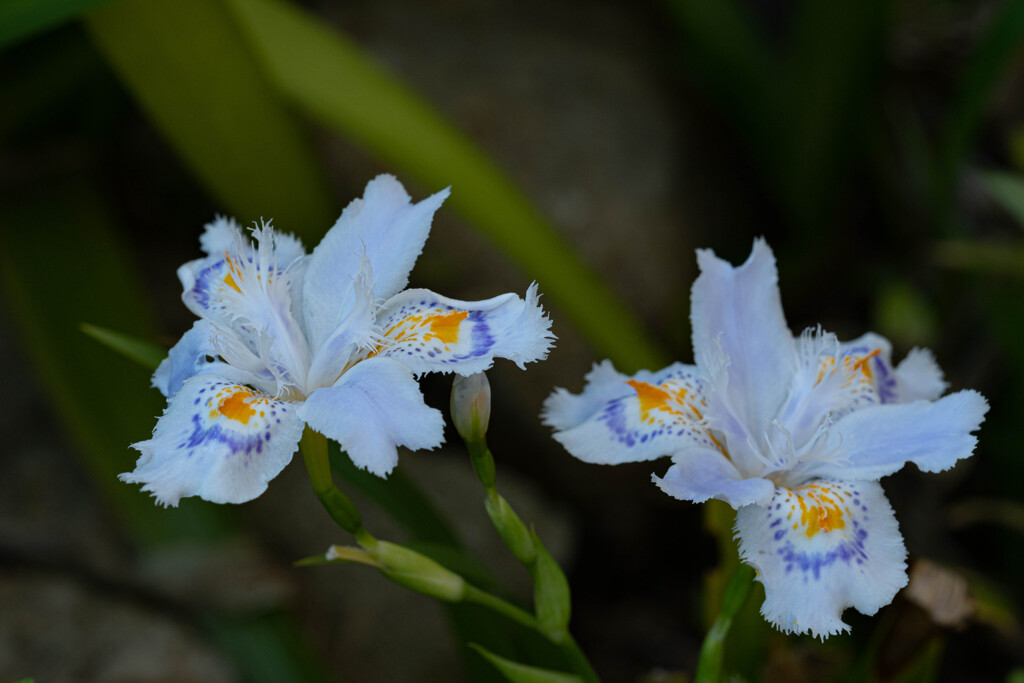 胡蝶花