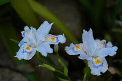 胡蝶花