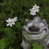 ヒメヒオウギ咲いた