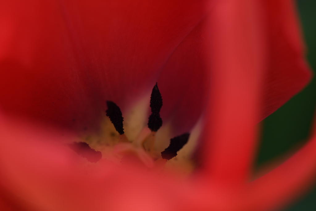 花弁の秘め事ー２