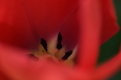 花弁の秘め事ー２