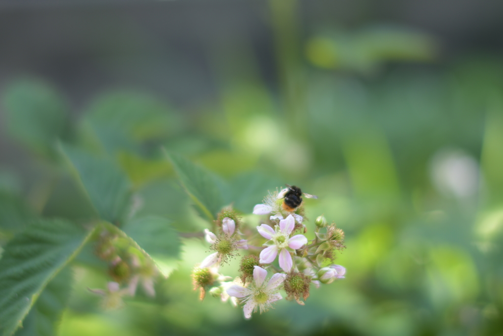 花とクマバチ