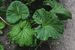 長い雨の合間に